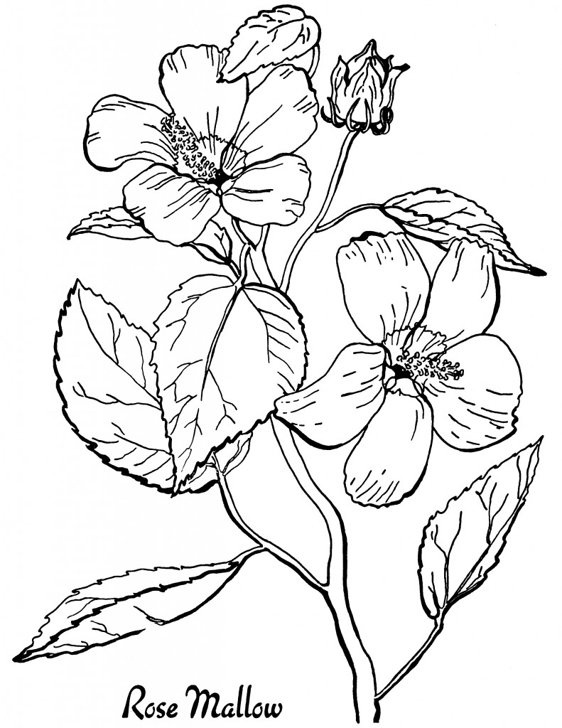 coloring pages printable for adults