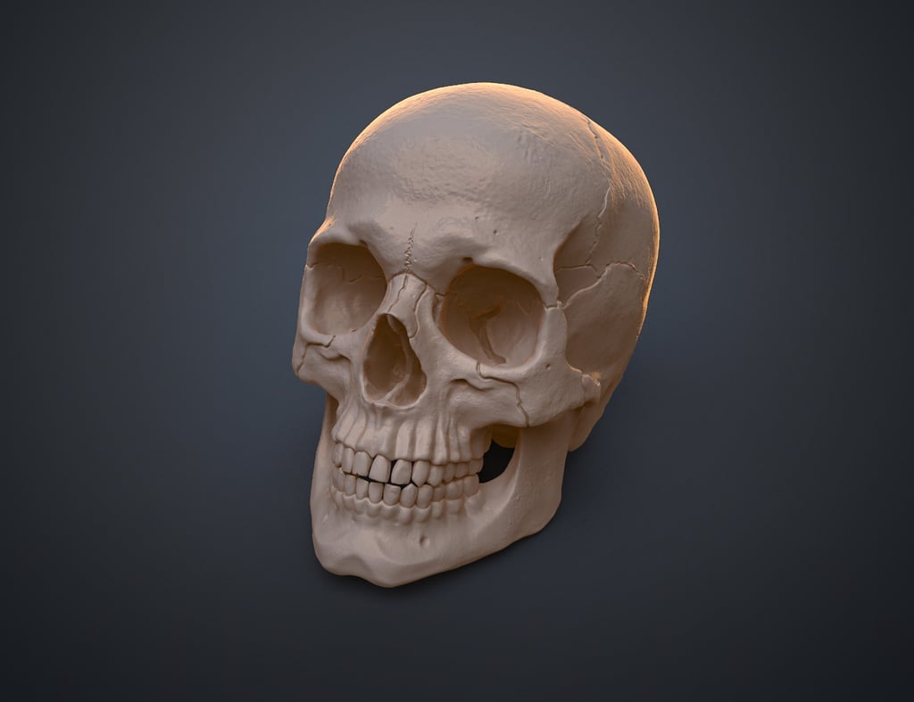 Anatomically Correct Human Skull Homo Sapiens Sapiens By 3D mon Thingiverse