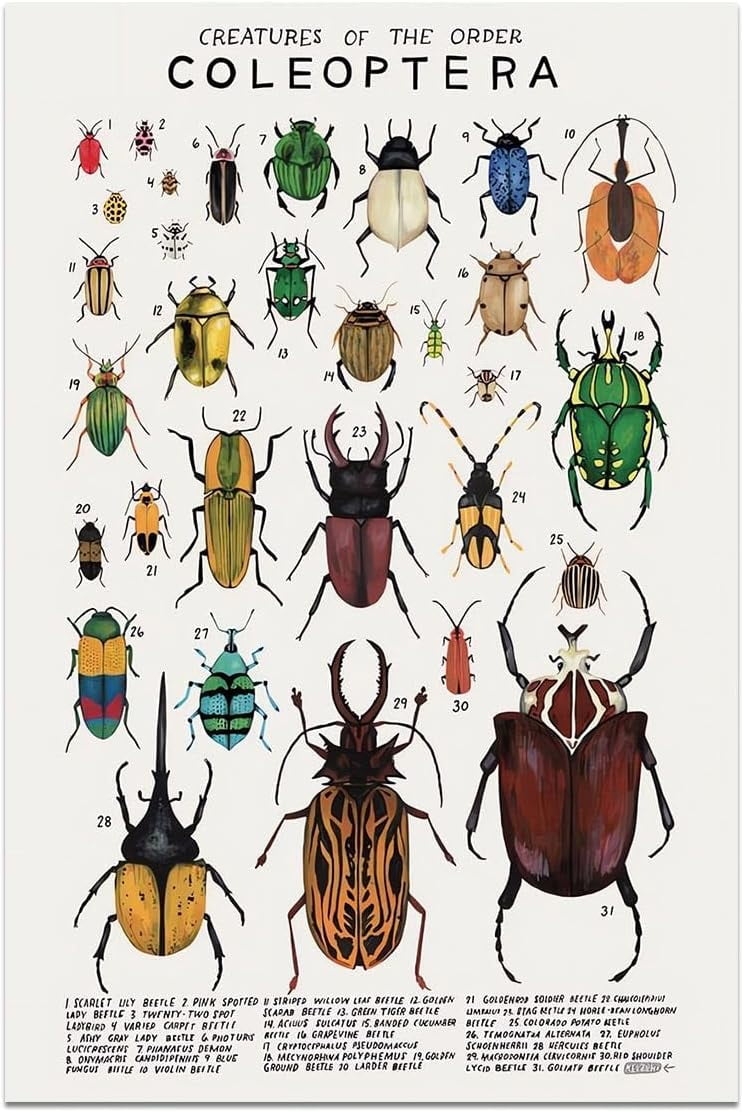 Animals Canvas Chart Poster Wall Art Animals Pictures Coleoptera Guide Poster Insect Beetle Knowledge Prints Cool Room Aesthetic For Home Classroom Office Bathroom Wall Decor 12x16in Frameless Walmart