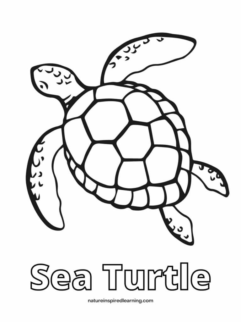 turtle coloring pages printable