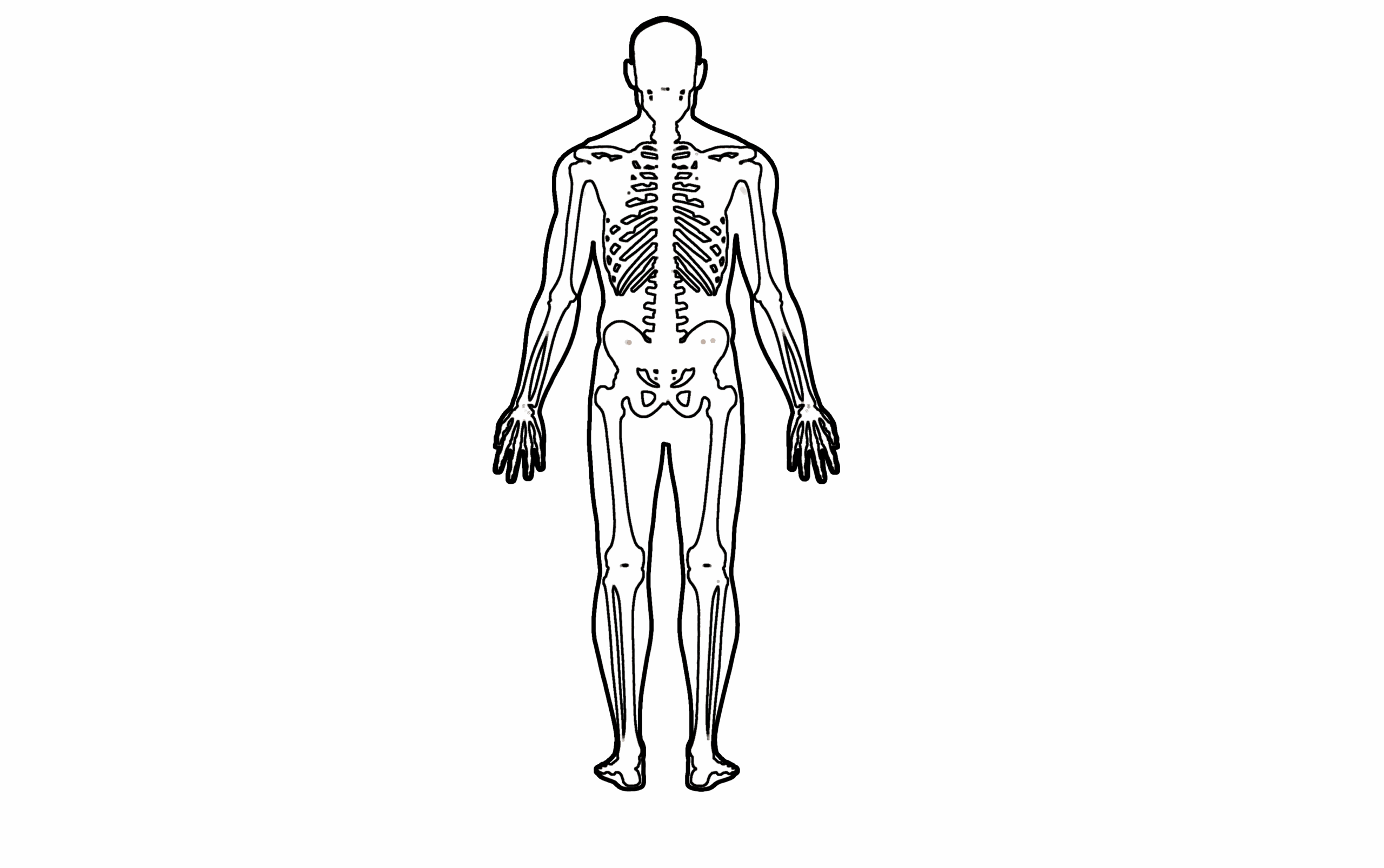 File Human Body Template png Wikimedia Commons