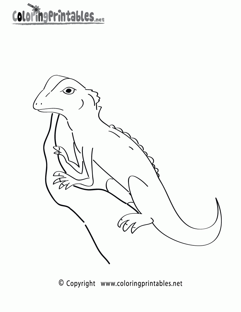 Rainforest Lizard Coloring Page A Free Nature Coloring Printable