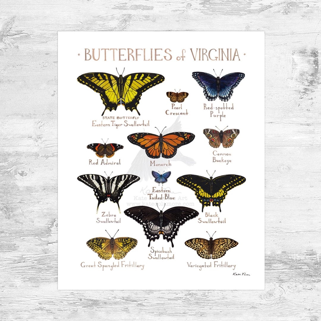 insects art guide printable