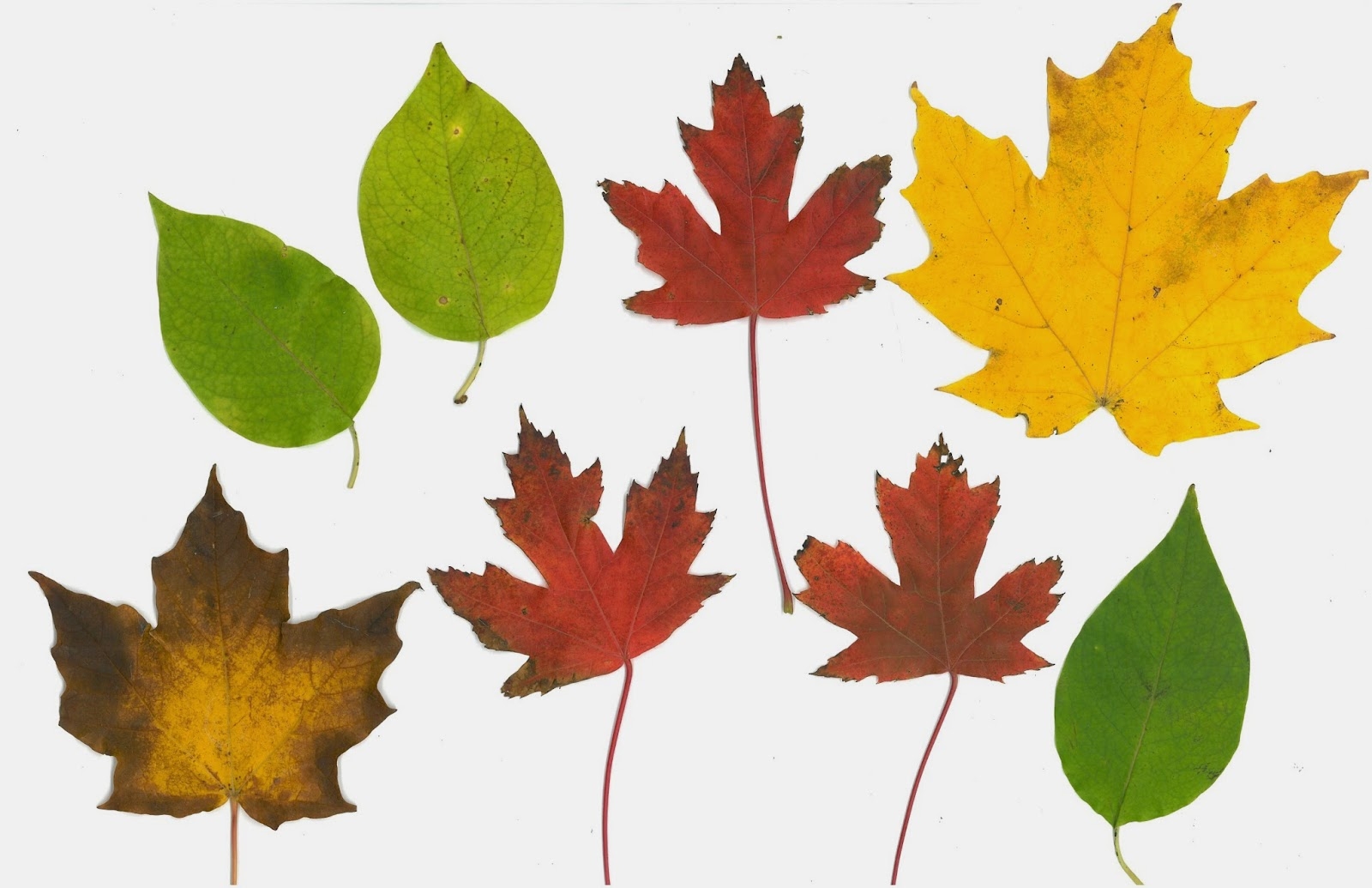 fall leaves printable